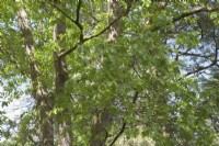 Feuilles de Quercus rubra - chêne rouge - printemps.