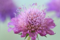 Knautia macedonica 'Melton pastels' Scabieuse macédonienne May