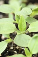 Tithonia rotundifolia 'Goldfinger' semis de tournesol mexicain Mai