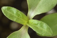 Les semis de tournesol Helianthus annuus peuvent