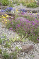 Plantes alpines européennes fleurissant en juin dans le cercle polaire arctique au niveau de la mer. Conditions semblables à des éboulis. Géranium subcaulescens, Rhodiola, Primula scotica, Ranunculus pyrenaeus.