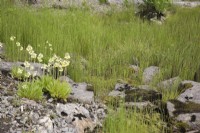 Étang avec plantes de marais et marginaux. Primula florindae. Au milieu de l'été.