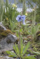 Meconopsis racemosa syn. Meconopsis horridula var. racemosa floraison en juin dans le cercle polaire arctique au niveau de la mer. Originaire des altitudes 3 100 m - 6 000 m.