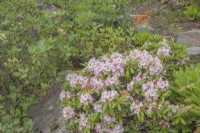 Rhododendron brachycarpum rose pâle à floraison jaune pâle de Rh. wardii en juin dans le cercle polaire arctique au niveau de la mer. Au milieu de l'été.
