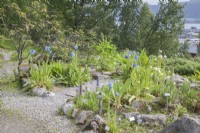La Collection Meconopsis au Tromsø Arctic-Alpine Botanic Garden. Au milieu de l'été.