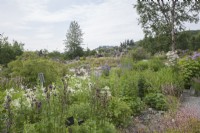 Vue sur les plantes vivaces et les petits arbres vers les visiteurs dans le jardin botanique le plus au nord du monde, Tromso. Au milieu de l'été. Aquilégie. Filipendula ulmaria 'Flore Pleno'. Polemonium.
