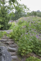 Des marches de pierre raides descendant une colline bordée de plantes vivaces en masse. Au milieu de l'été. Géranium.