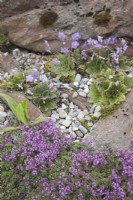 Plantes alpines européennes fleurissant en juin dans le cercle polaire arctique au niveau de la mer. Thymus serpyllum syn. thym rose, serpolet rampant. Ramonda myconii syn. Violette des Pyrénées.