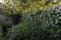 Trachelospermum jasminoides ou Star jasmine sur clôture