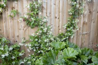 Trachelospermum jasminoides poussant sur une clôture en bois