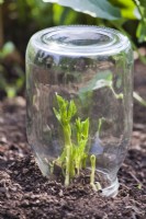 Pot en verre protection contre le gel de fin de printemps pour les jeunes pousses de dahlia.