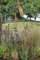 Eremurus dans le magnifique parterre de fleurs assez sauvage au BBC Gardener's World Live 2022