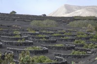 Vignes plantées dans des bas-fonds en sol volcanique à Lanzarote - août