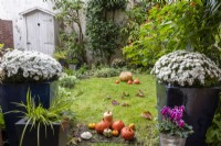 Chrysanthème et diverses courges dans un jardin en automne,