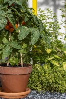Solanum lycopersicum 'Cherry, Orange' qui pousse dans un pot en terre cuite.