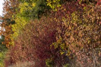 Cornus sanguinea ajoute un ton bordeaux chaud à cette haie de délimitation à l'automne. Il est adossé à un mélange de feuillus et de conifères dont : Quercus ilex, Castanea sativa et Quercus rubra.