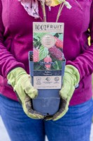 Rubus 'Tayberry' - Femme tenant un framboisier à planter