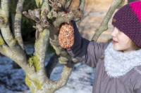 Fille accrochant le sac de filet d'arachides dans un arbre le jour neigeux en hiver