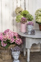 Têtes de fleurs d'Hydrangea macrophylla affichées dans des vases à tête rose et poterie sur une table grise et des pots d'hortensias