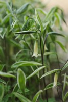 Uvularia caroliniana variegata