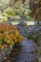 Un chemin pavé incurvé passe à la base d'un mur de soutènement en pierre avec des faîteaux au sommet et un acer avec un tonnelier d'automne sur la gauche. Whitstone Farm, Devon NGS jardin, automne