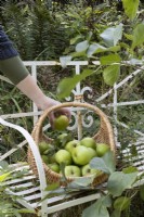 Une main place une pomme dans un panier plein de pommes. Le panier est posé sur un banc en métal blanc à côté d'une branche de pomme. L'automne.