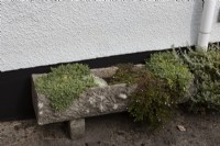 Diverses plantes succulentes poussent dans un creux en pierre bas à la base d'un mur de maison.L'automne.