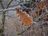 Quercus robur - feuilles de chêne commun couvertes de givre hiver décembre