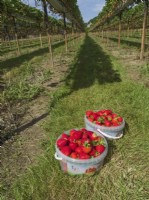 Pots de fraises cueillies entre les rangées de supports surélevés sur votre propre ferme