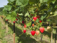 Plants de fraisiers élevés par des supports sur une ferme commerciale
