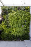 Mur végétalisé dans un petit jardin de banlieue, avec des plantes dont Geranium 'Rozanne', Hakonechloa macra, Hakonechloa aureola, Persicaria 'Red Dragon'