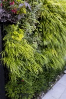 Mur vert dans un petit jardin de banlieue, avec des plantes dont Hakonechloa macra, Hakonechloa aureola,