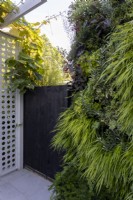 Mur vert dans un petit jardin de banlieue, avec des plantes dont Hakonechloa macra, Hakonechloa aureola