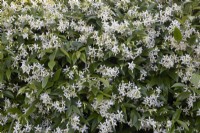 Gros plan sur Trachelospermum jasminoides ou jasmin étoilé