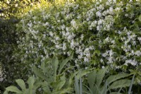 Trachelospermum jasminoides ou jasmin étoilé