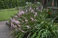 Watsonia laccata au jardin botanique de Winterbourne