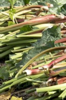 Rhubarbe récoltée : vert « Goliath ».