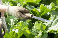 Couper la rhubarbe : 'Goliath' vert avec un couteau spécial et porter des gants de jardinage.