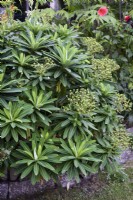 Euphorbia stygiana en août