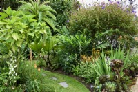Jardin de Cornouailles en août avec plantes succulentes et tendres et feuillage à grandes feuilles.