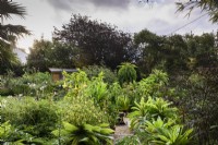 Jardin de Cornouailles en août avec plantes vivaces tendres dont la grande Lobelia giberroa, la lobelia géante.