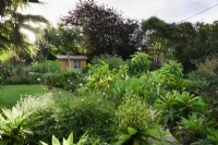Jardin de Cornouailles en août avec des vivaces tendres dont des lobelias d'arbres, Lobelia giberroa.