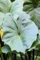 Colocasia esculenta 'Fontanesii' en août