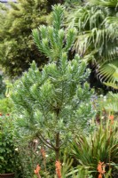 Leucadendron argenteum, l'arbre d'argent, en août