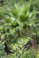 Washingtonia filifera, le palmier éventail californien, en août