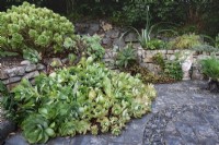 Succulentes dans un jardin de Cornouailles en août, y compris Aeonium cuneatum.