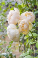 Rosa 'Wollerton Old Hall - 'Ausblanket'. Rosier grimpant. Close up de fleurs magnifiquement parfumées. Septembre