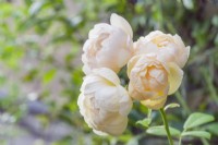 Rosa 'Wollerton Old Hall - 'Ausblanket'. Rosier grimpant. Close up de fleurs magnifiquement parfumées. Septembre