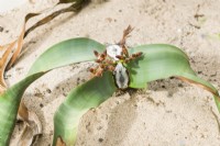 Welwitschia mirabilis. Plante mâle à cônes. Septembre