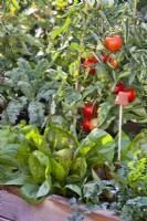 Plantation d'accompagnement dans un parterre de fleurs surélevé comprenant du radicchio, de la tomate, du chou frisé et du persil.